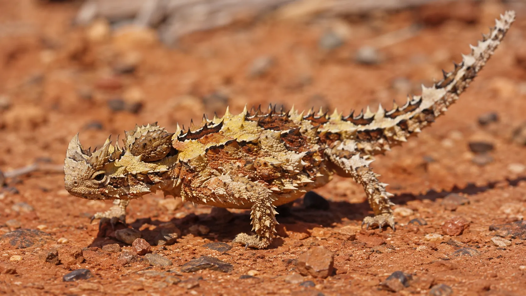 Thorny Devil Lizard In Australian Outback