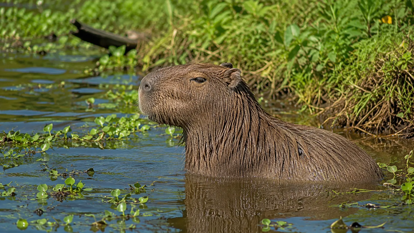 Capybara Relaxing In South American Wetland