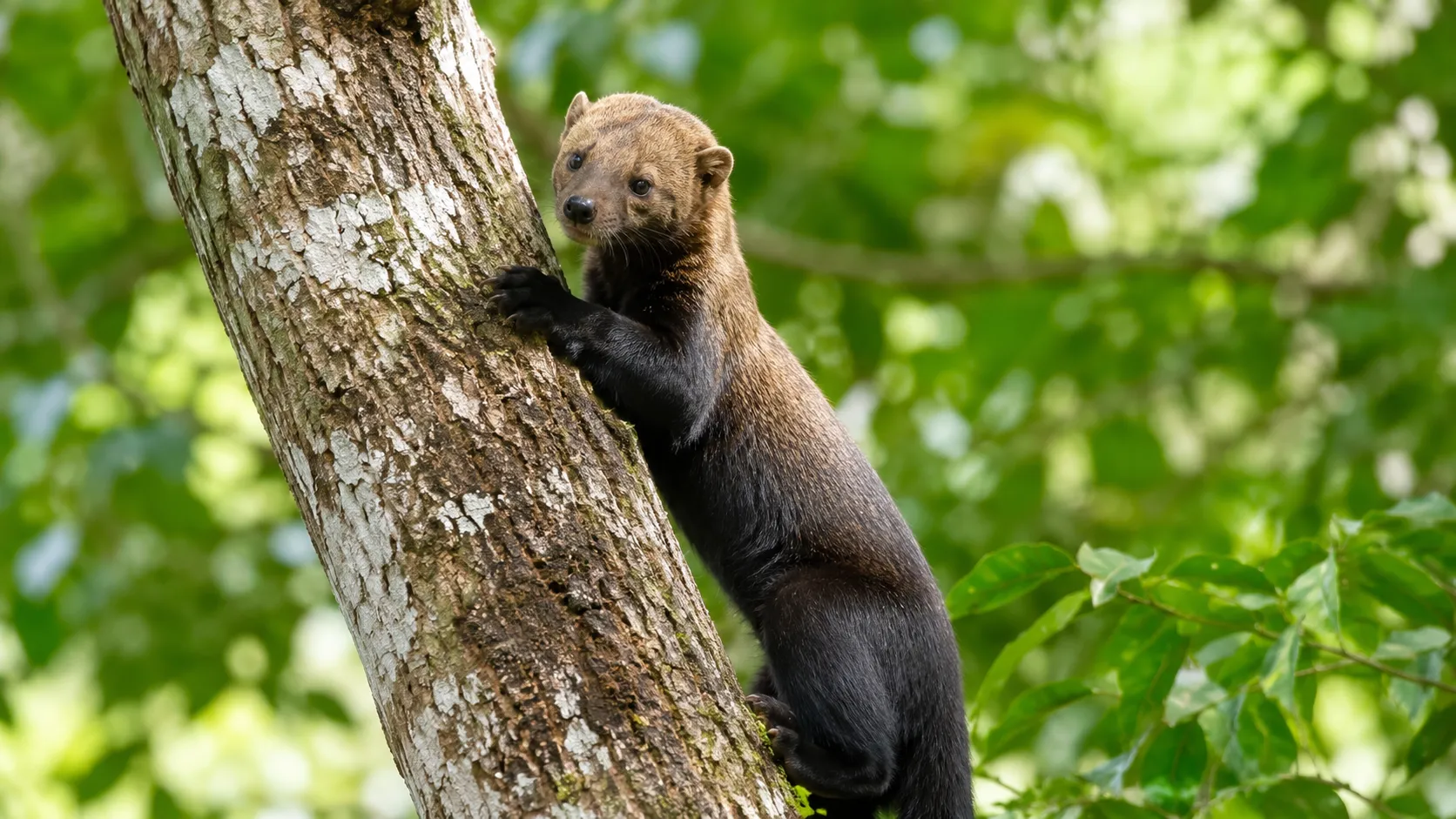 Tayra Climbing Rainforest Tree