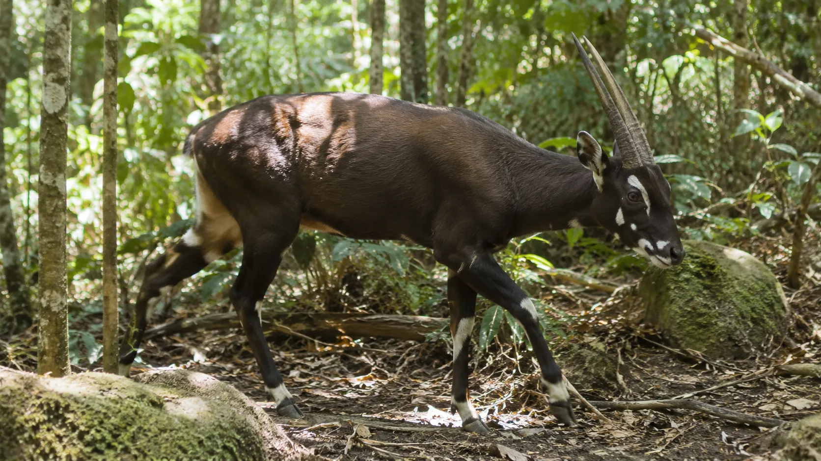 Saola In Annamite Mountain Forest