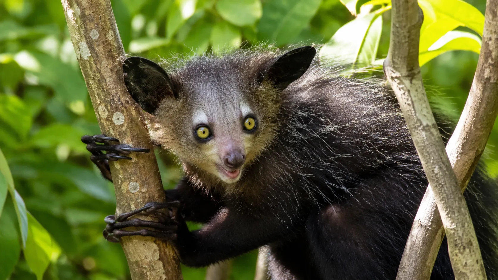 Aye Aye In Madagascar Rainforest