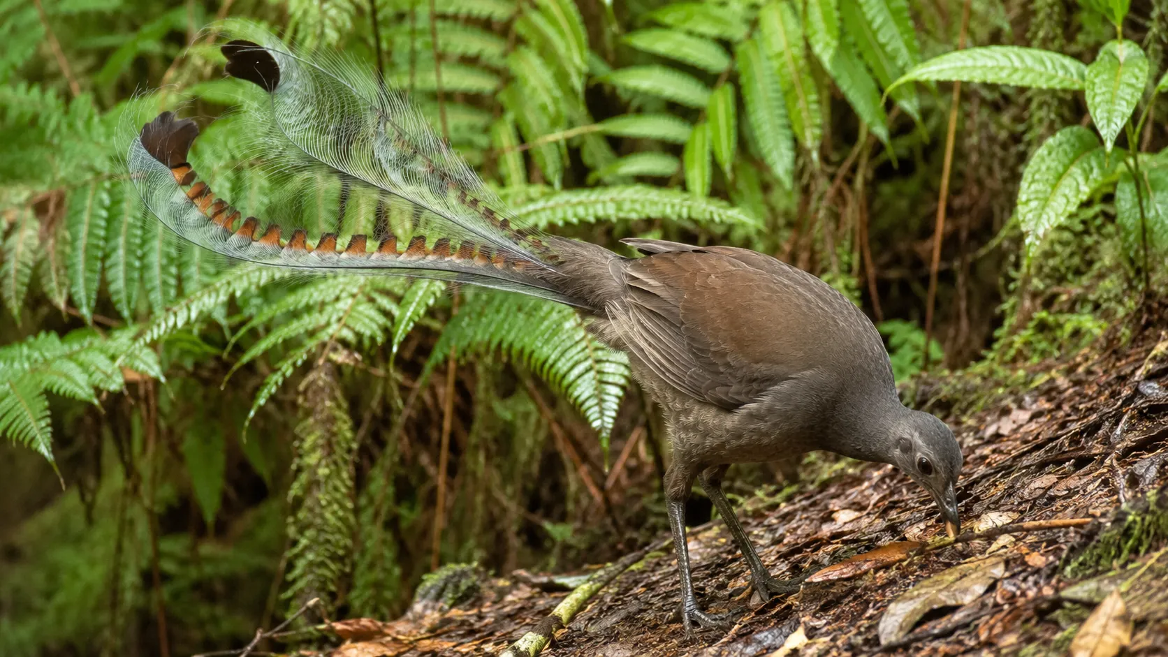 Superb Lyrebird In Australian Fern Gully