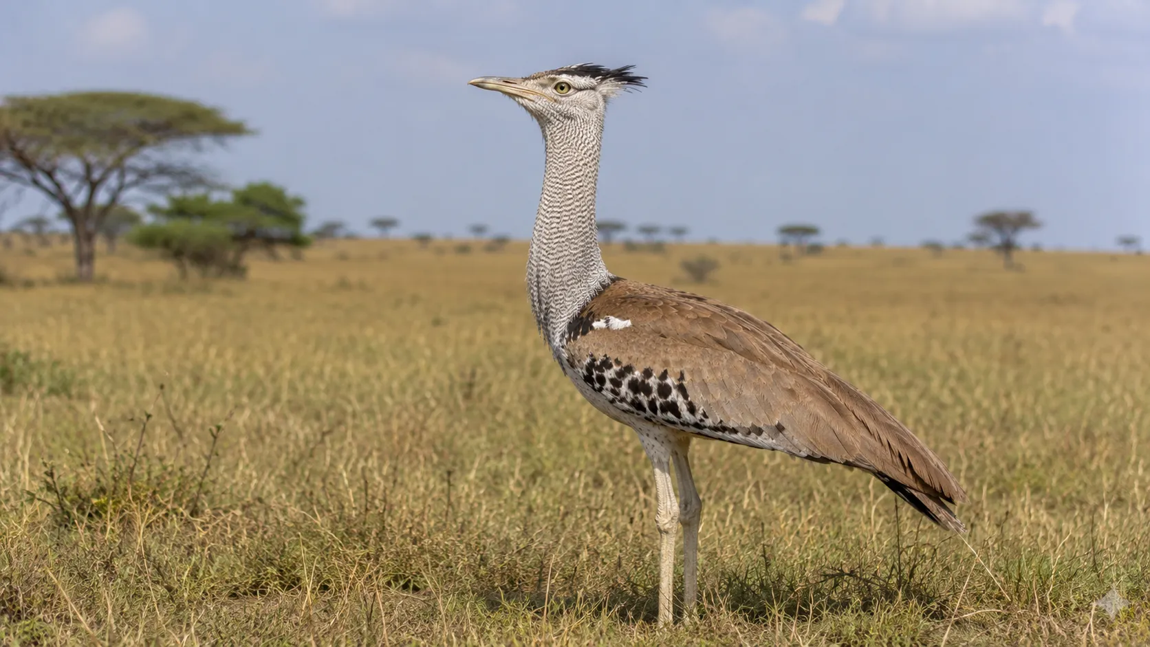 Kori Bustard In African Savanna