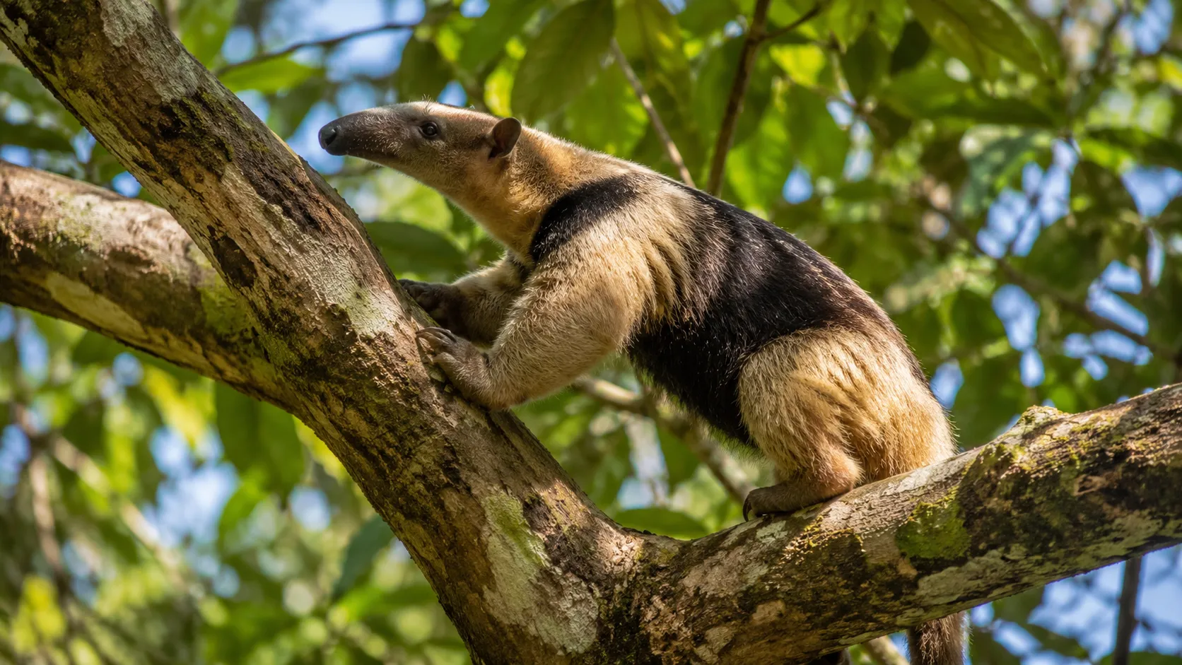 Southern Tamandua In Central American Tree