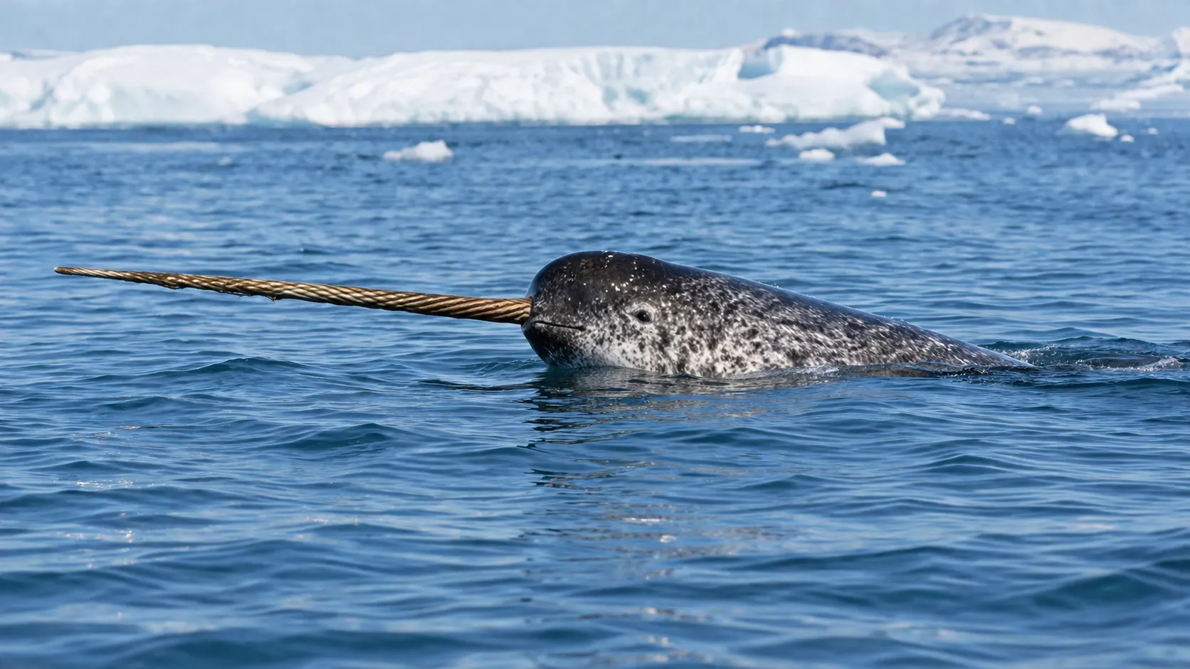 Narwhal in bright Arctic waters