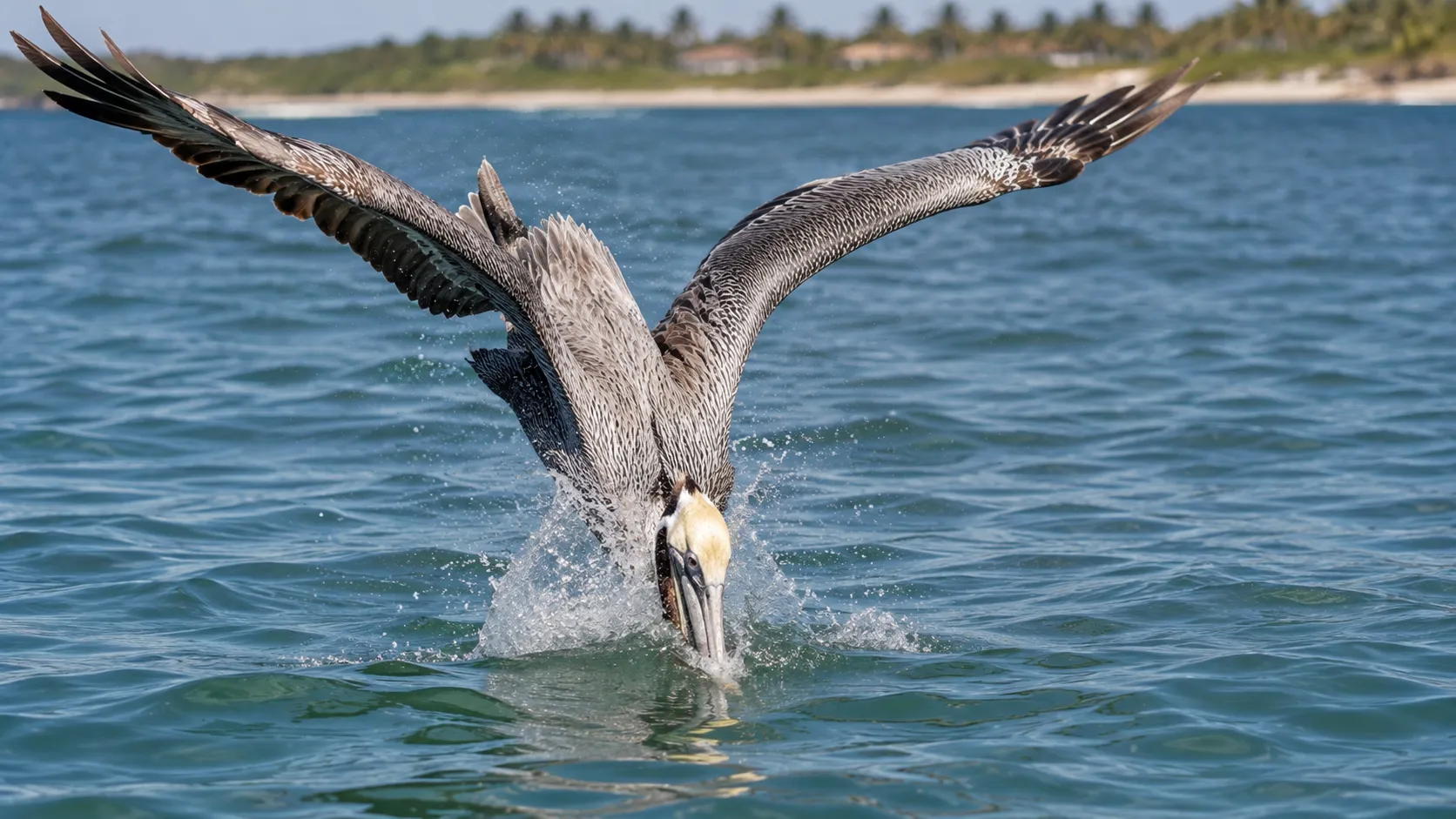 Brown Pelican Diving For Fish In Sunlit Bay