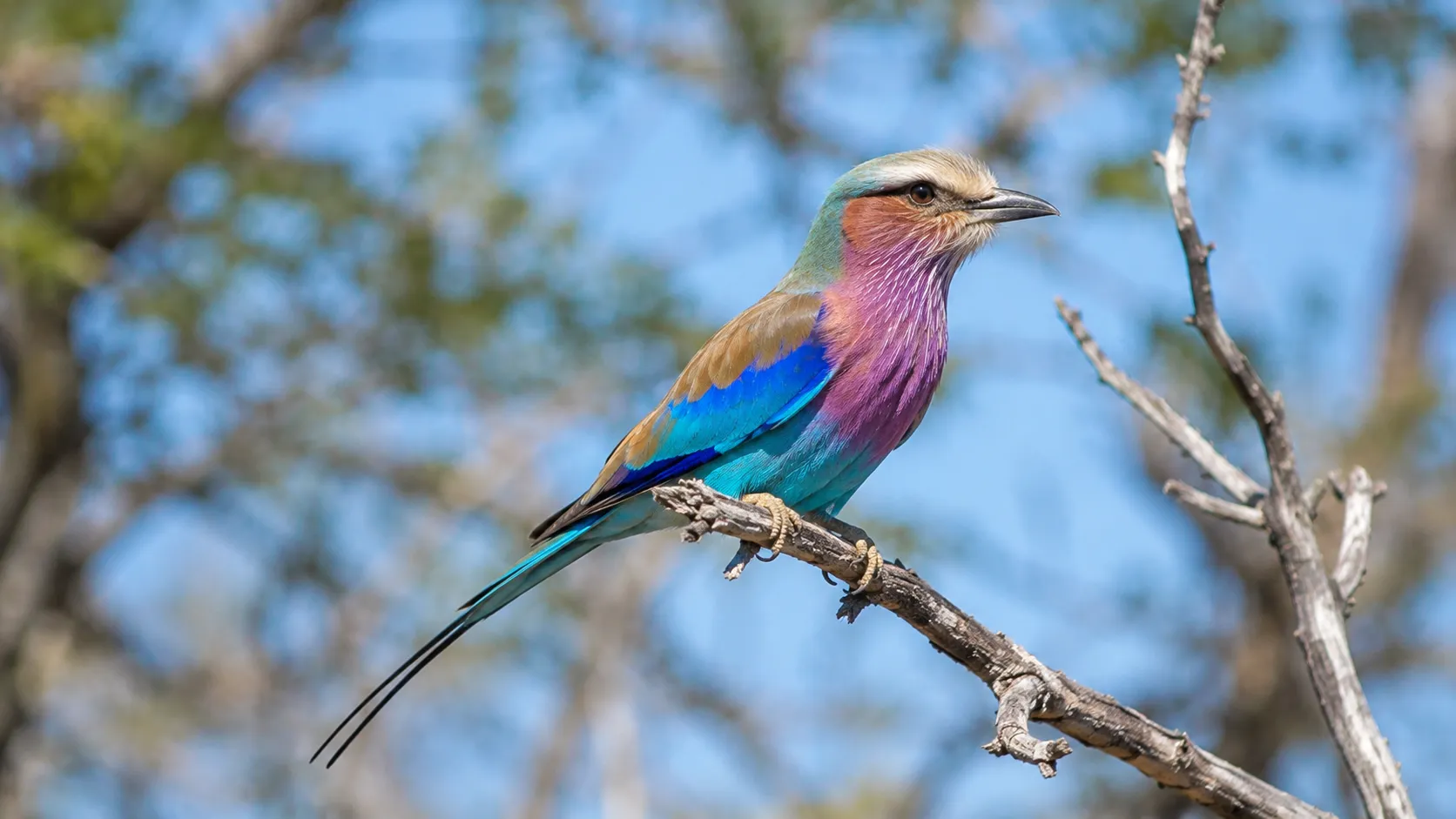 Lilac Breasted Roller In African Woodland
