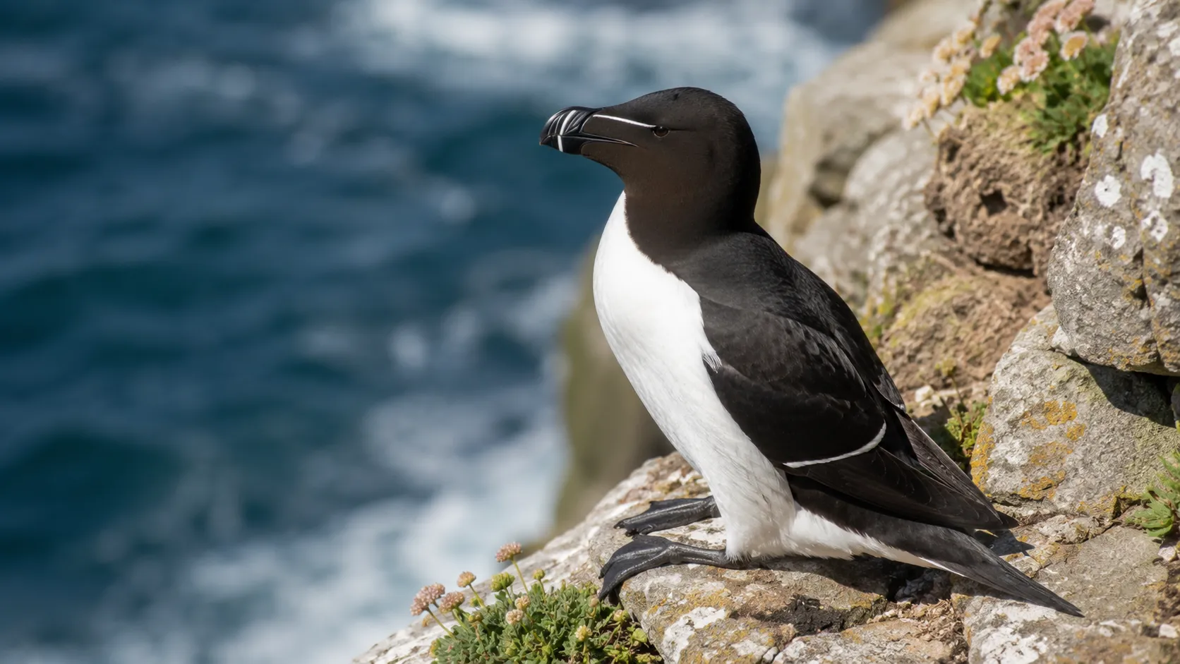 Razorbill on rocky coastal cliff