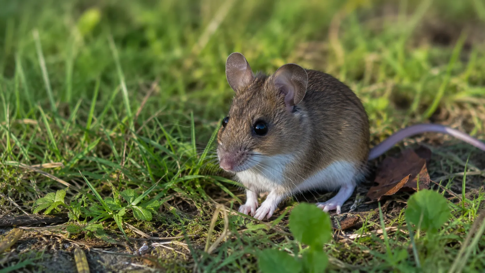 White Footed Mouse Sitting In Grassy Meadow