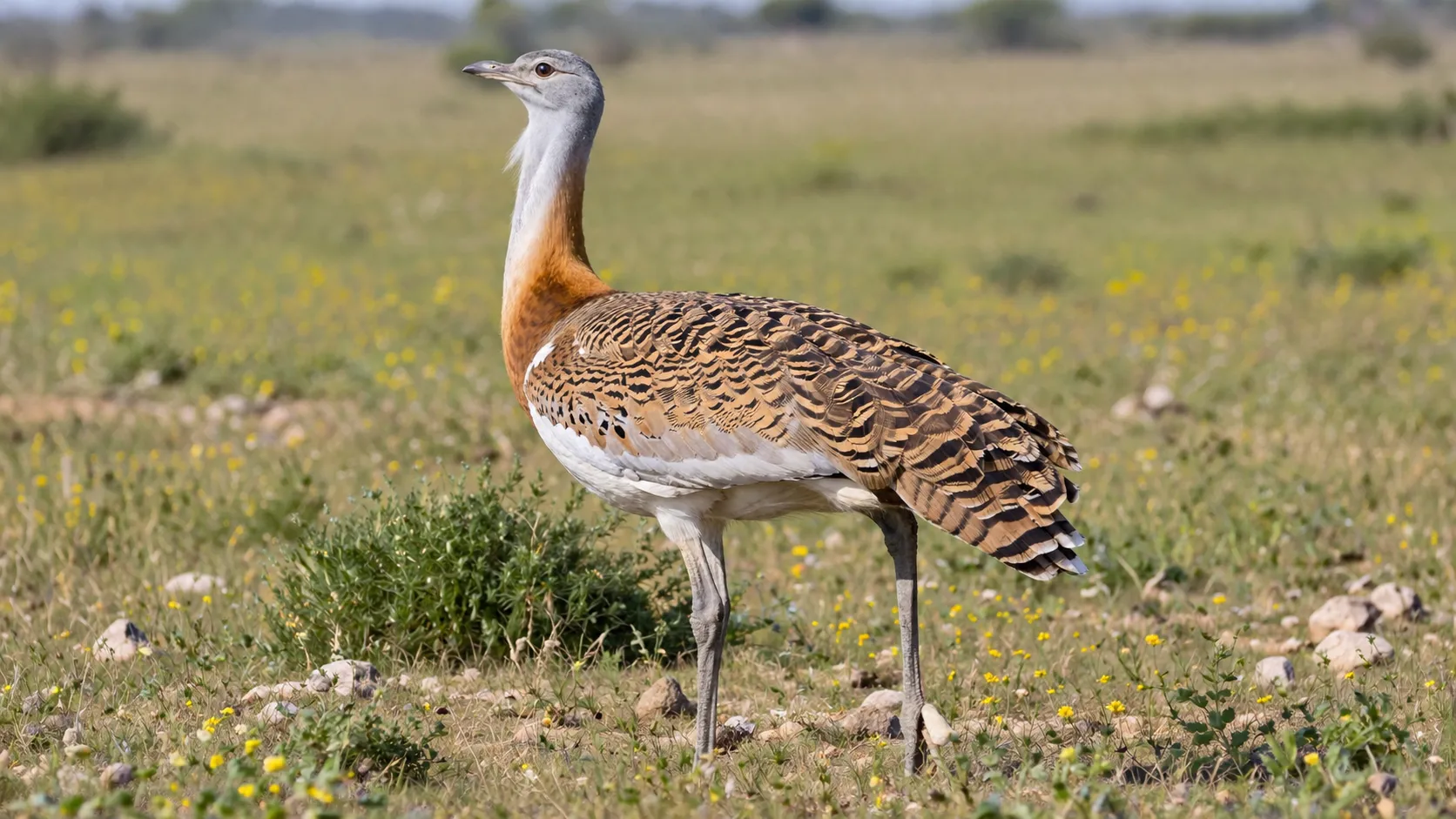 Great Bustard In European Grassland