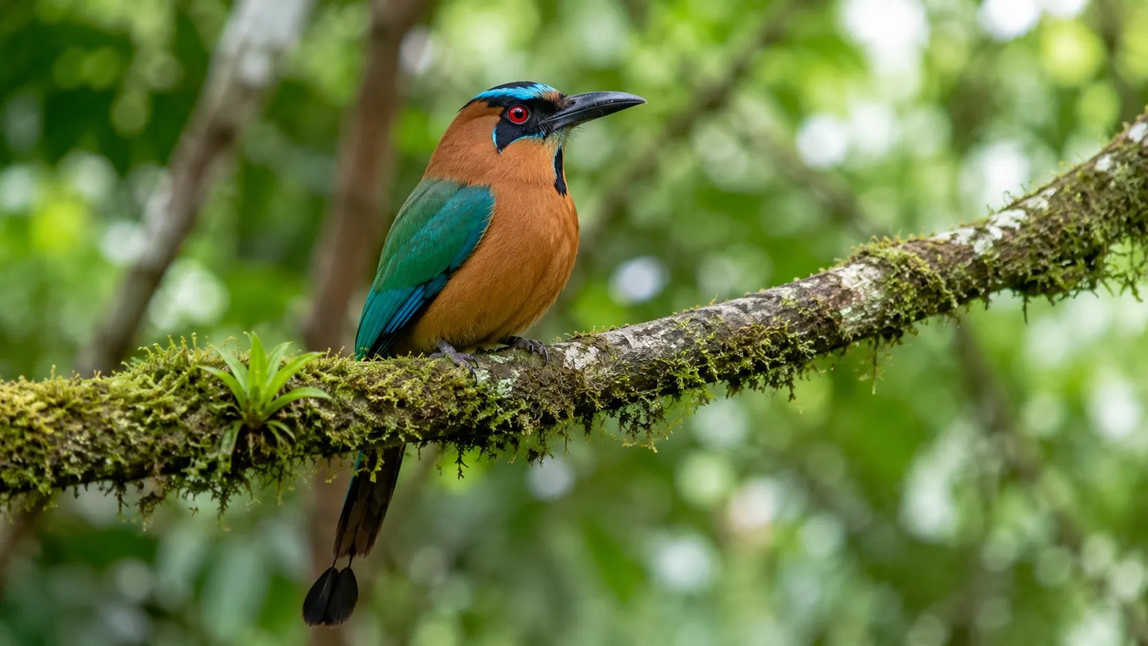 Rufous Motmot In Central American Forest