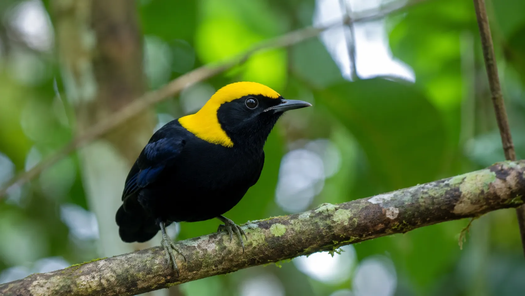 Golden Collared Manakin On Rainforest Branch