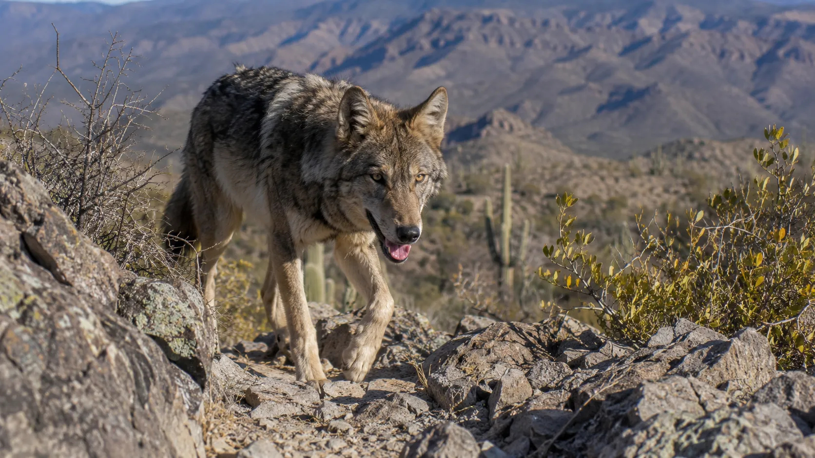 Mexican Wolf In Sonoran Desert Mountain