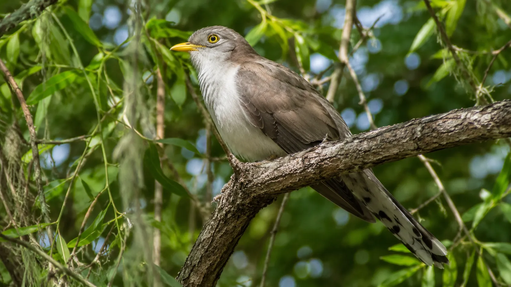 Yellow Billed Cuckoo In Riparian Forest