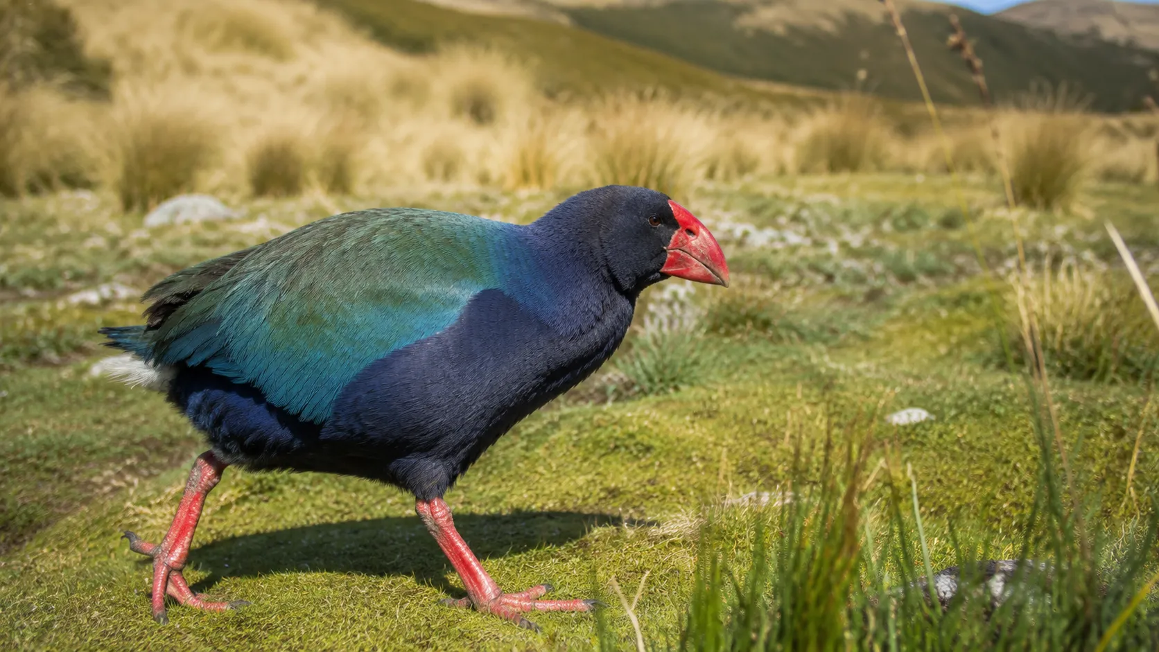 Takahe in bright New Zealand grassland