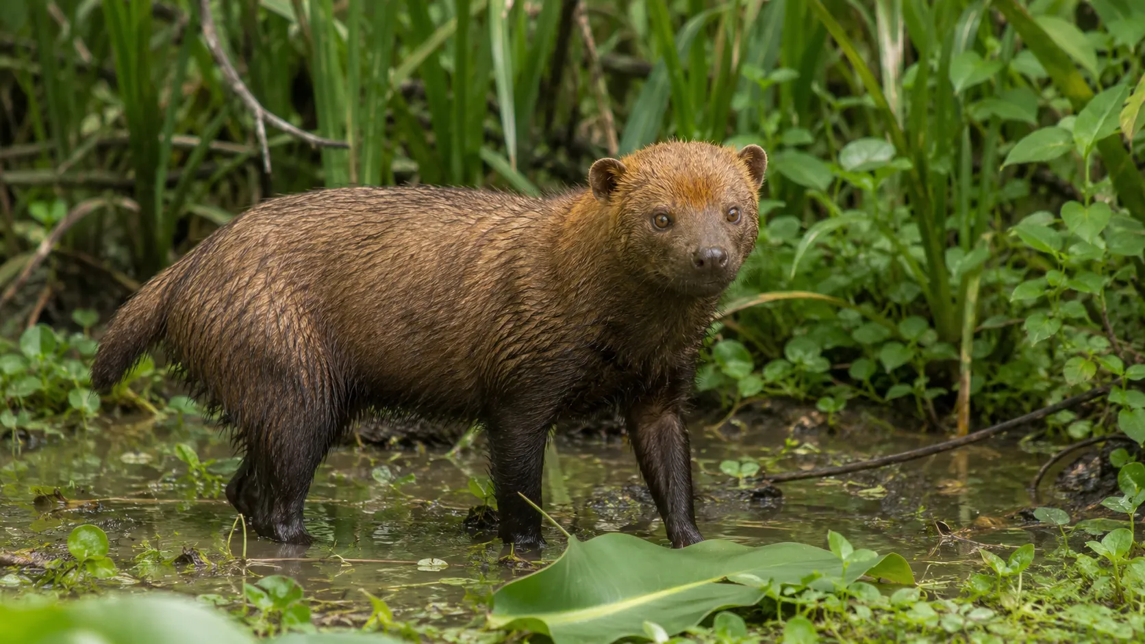 Bush Dog In South American Wetland