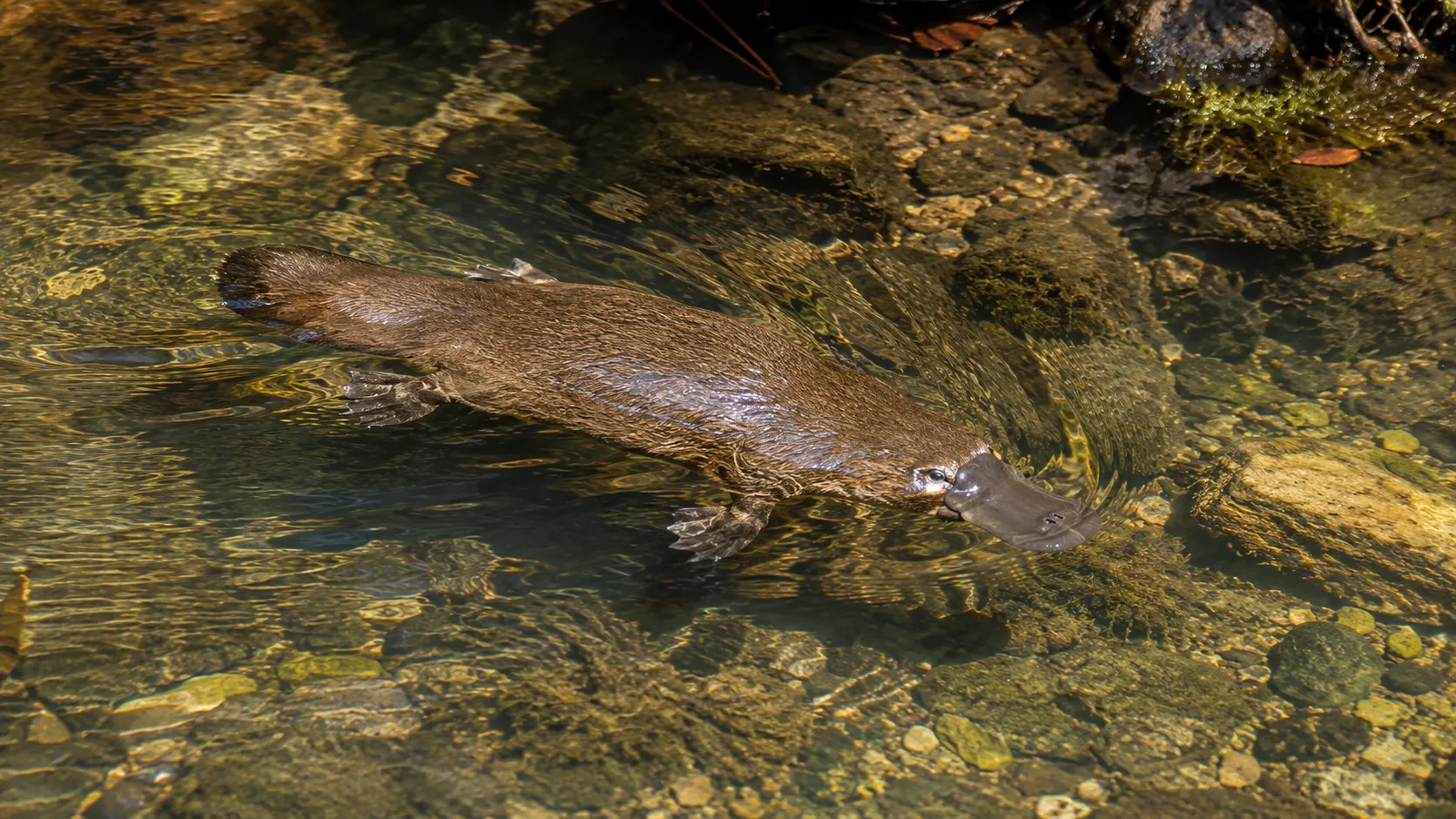Platypus Swimming In Clear Australian Creek