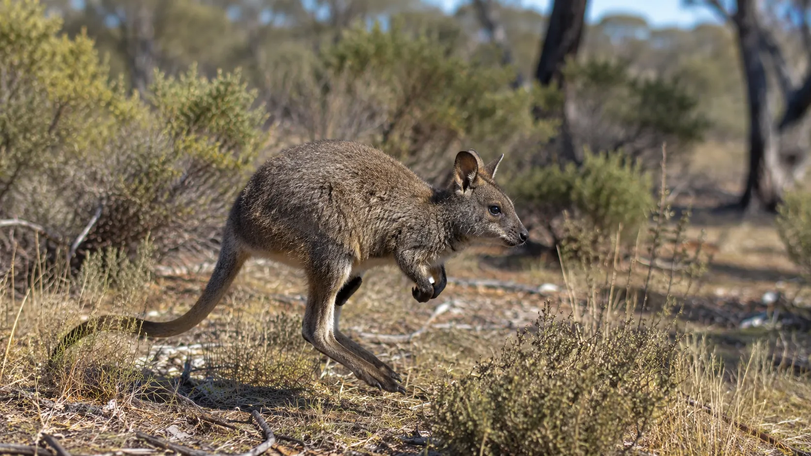 Woylie In Australian Scrubland