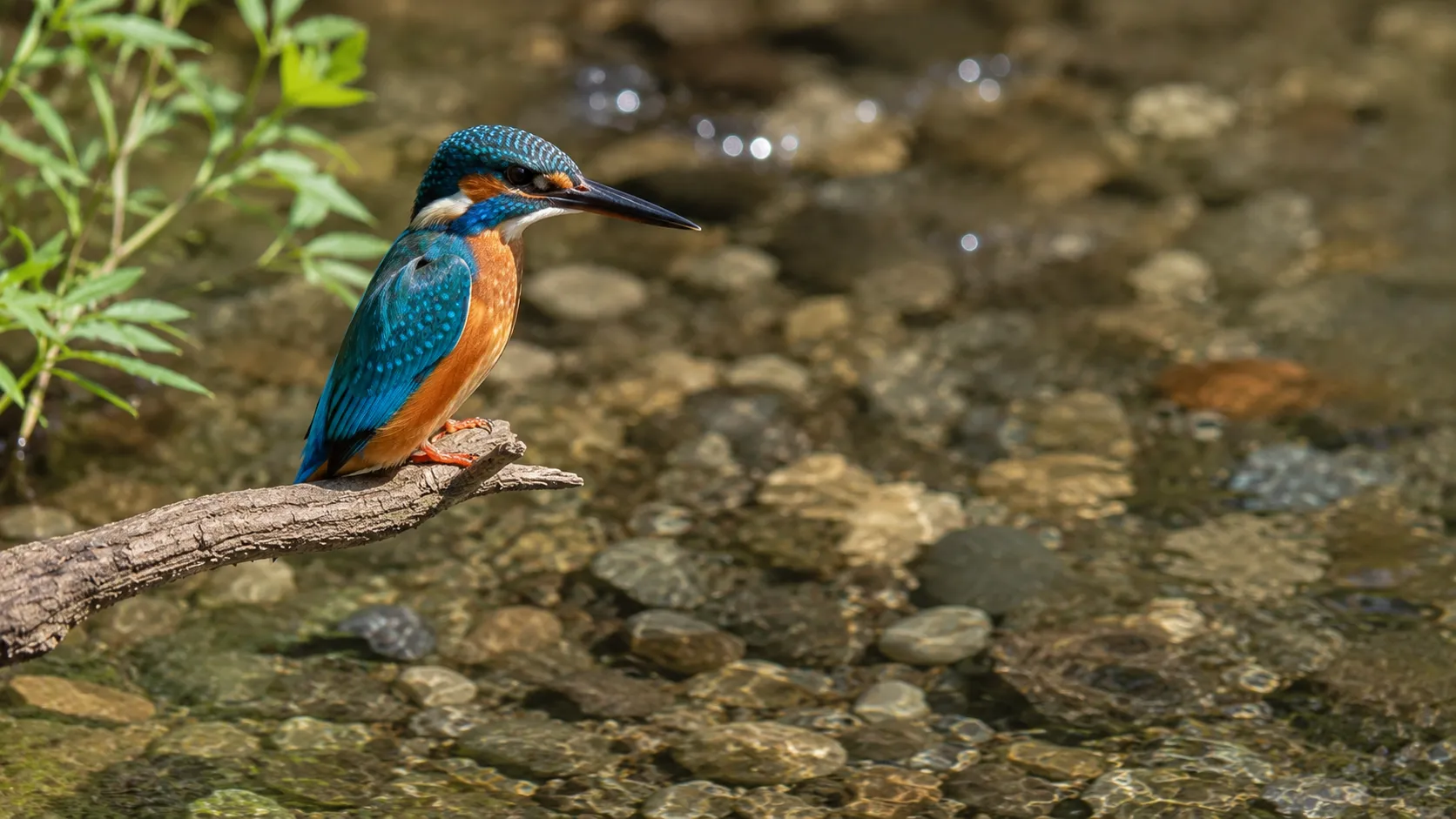 Common Kingfisher Perched Over Clear Stream