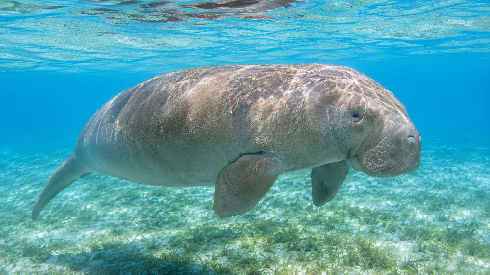 Dugong in bright tropical shallow waters