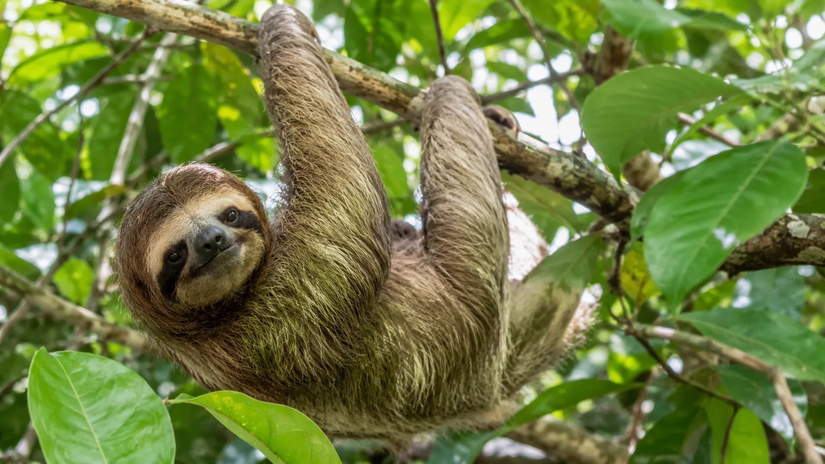 Three Toed Sloth Hanging In Rainforest Canopy