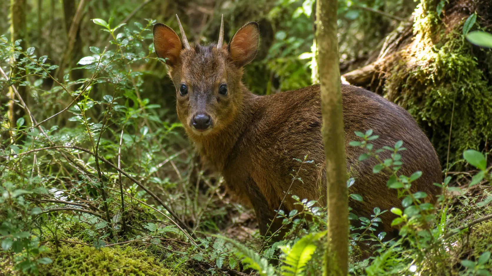 Southern Pudu In Chilean Temperate Rainforest