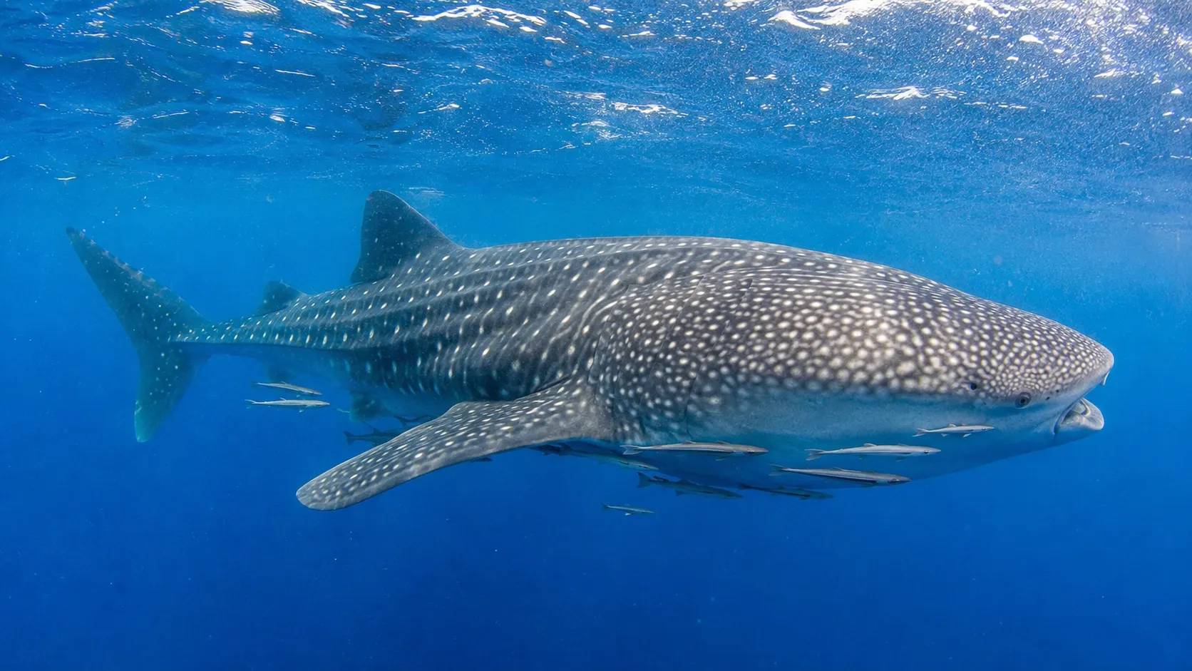Whale Shark In Tropical Open Waters