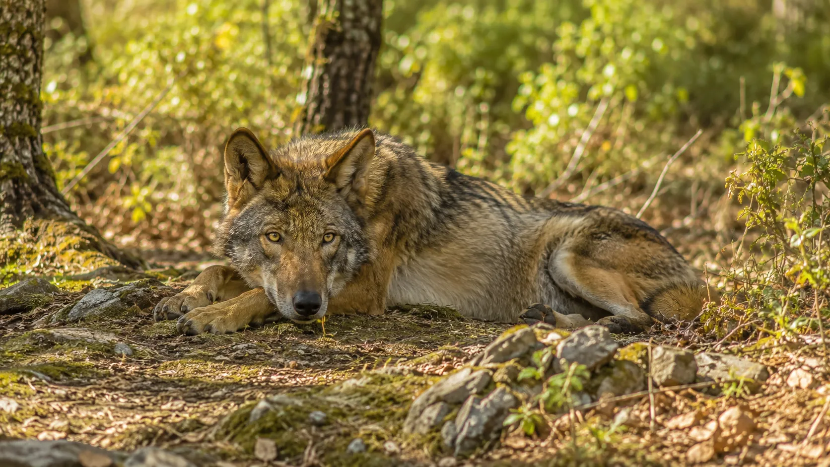 Iberian Wolf In Spanish Forest
