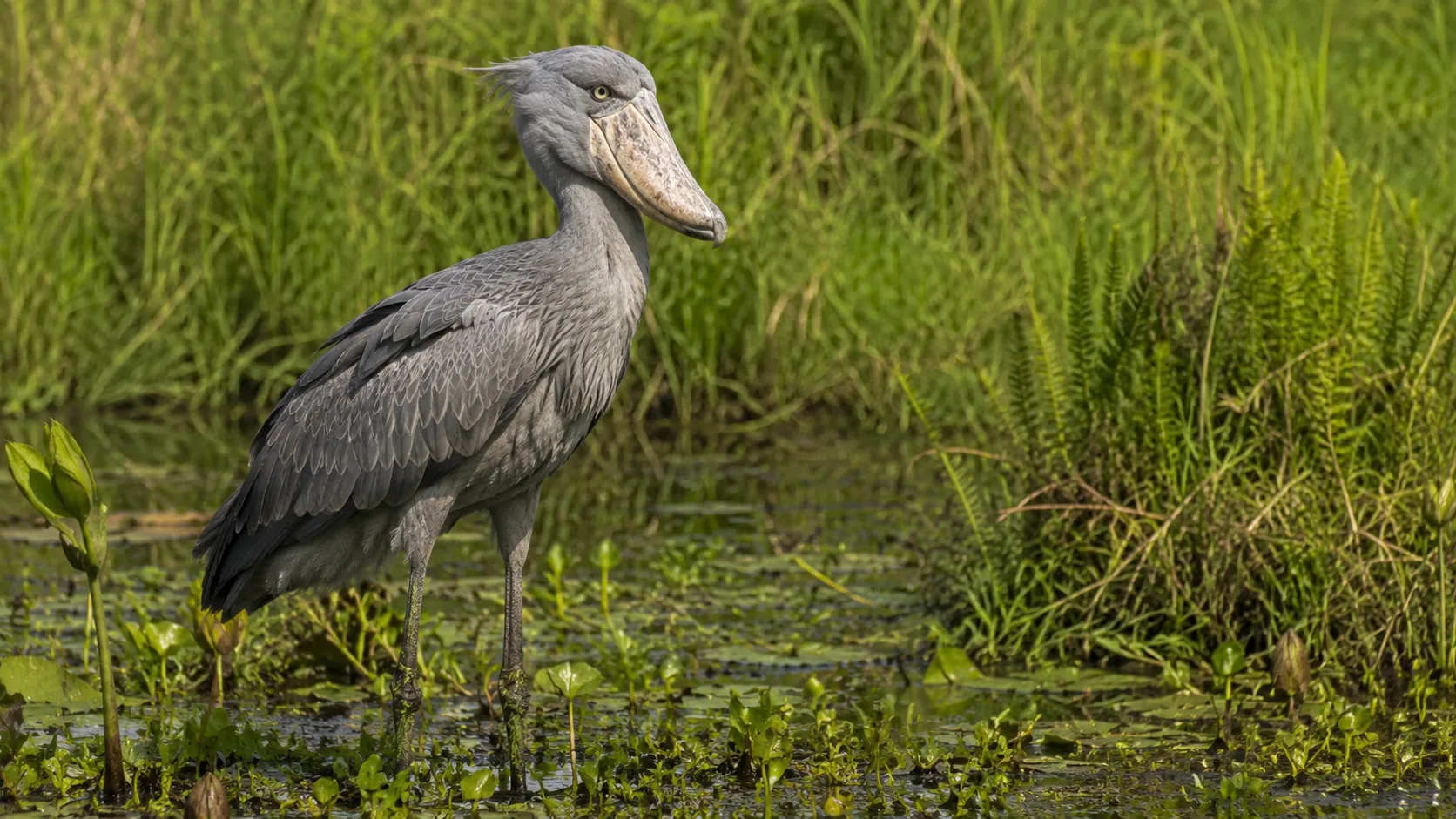Shoebill Stork In African Swamp