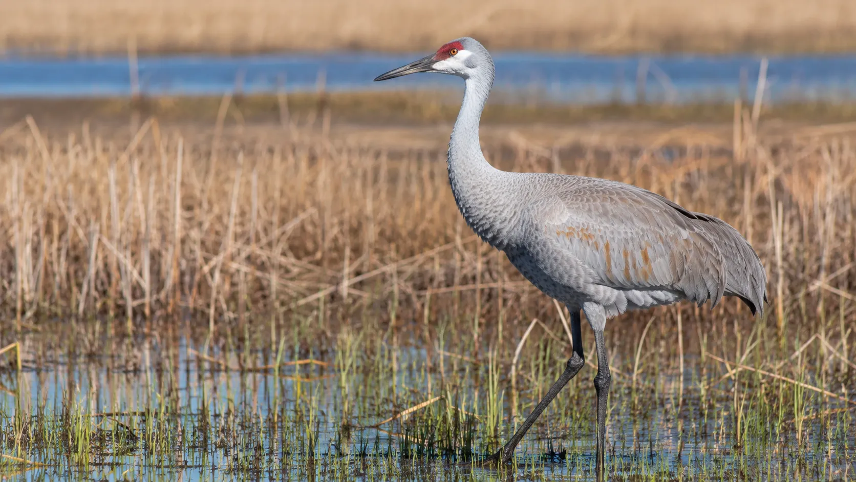 Sandhill Crane In North American Wetland