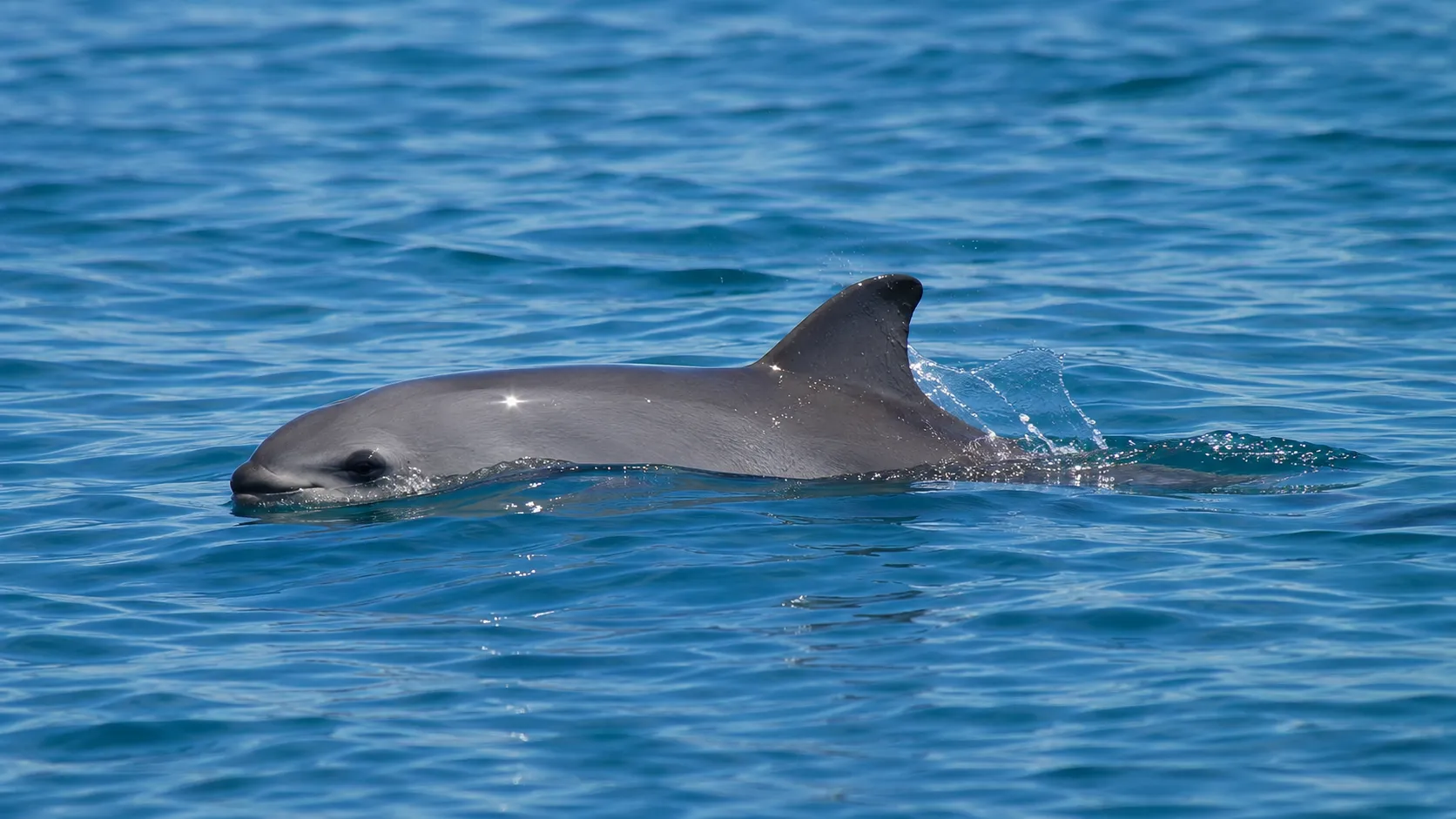 Vaquita In Gulf Of California