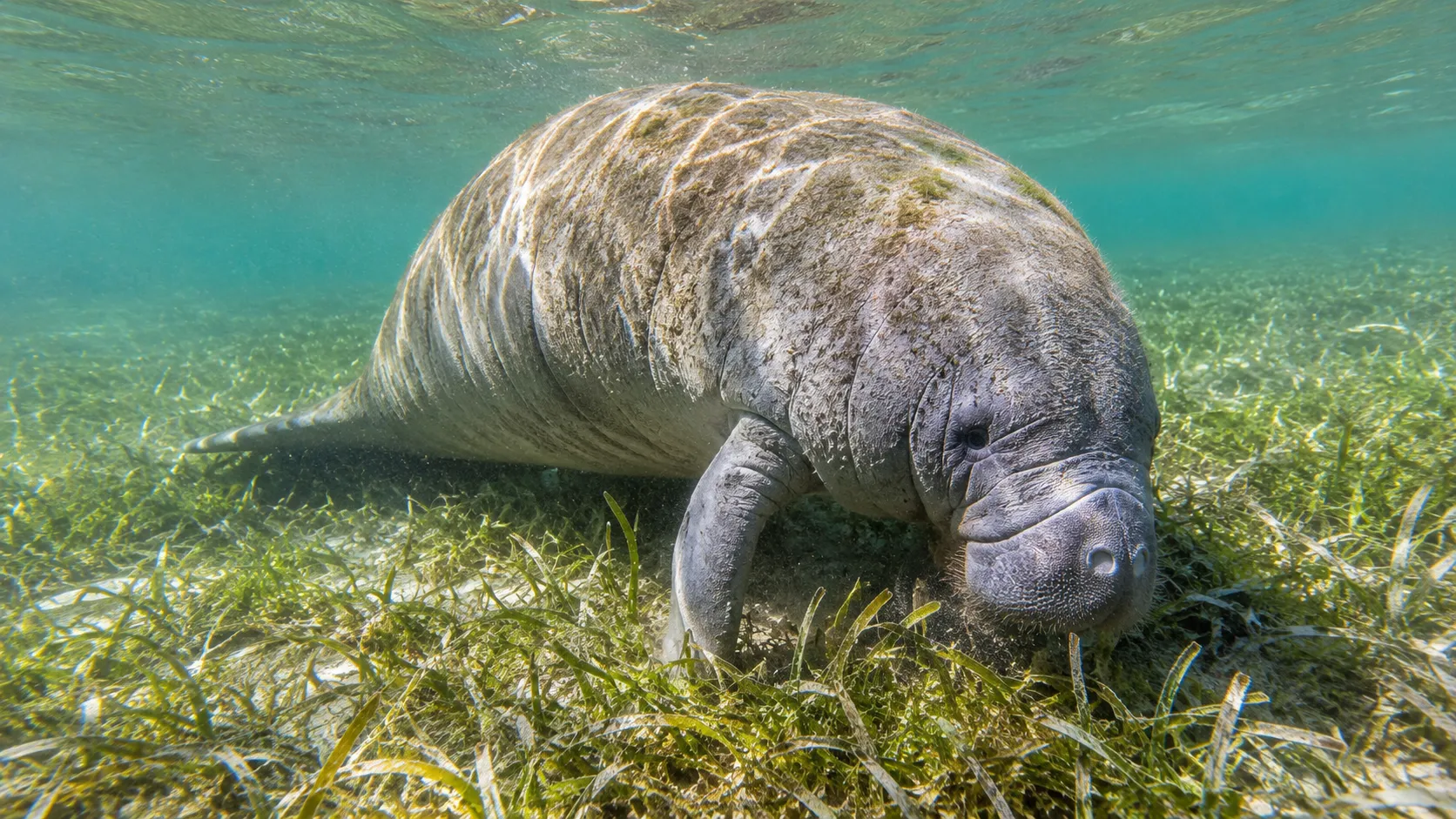 Manatee in shallow coastal seagrass bed