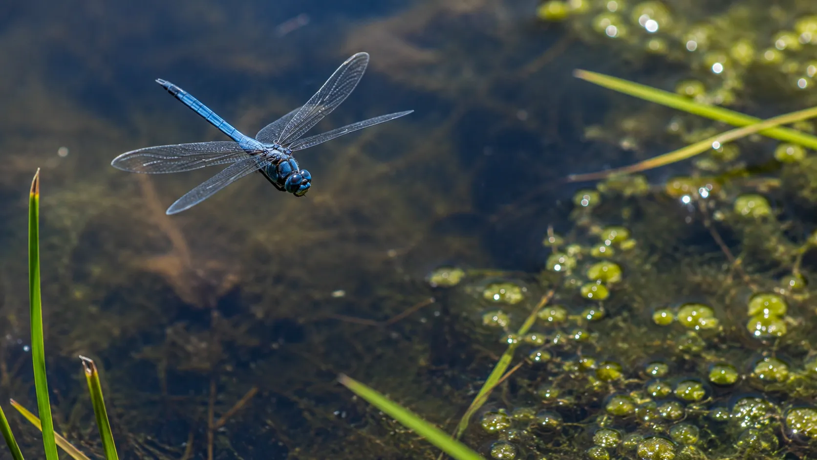 Blue Dragonfly Hovering Over Clear Pond