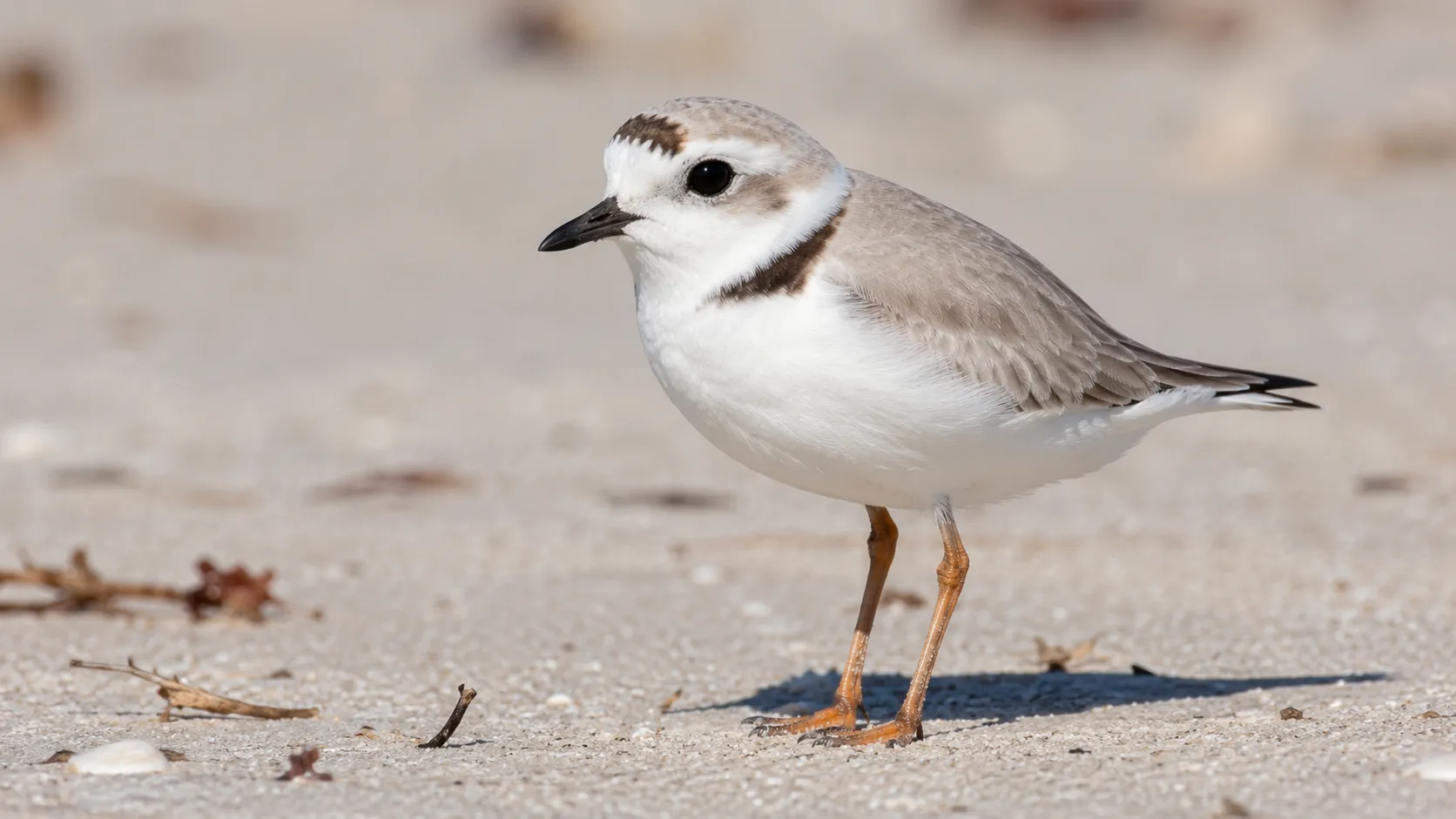 Snowy plover on bright sandy beach